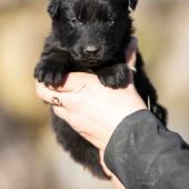 Mâle noir collier jaune