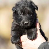 Mâle noir collier jaune