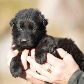 Mâle noir collier jaune