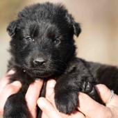 Mâle noir collier jaune