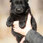Mâle noir collier violet