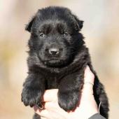 Mâle noir collier violet