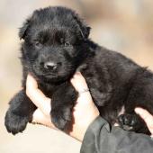 Mâle noir collier violet