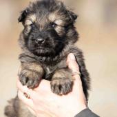 Mâle fauve charbonné collier rouge