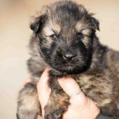Mâle fauve charbonné collier rouge