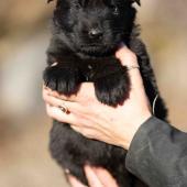 Femelle noire collier gris