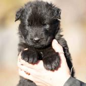 Femelle noire collier gris