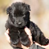 Femelle noire collier gris