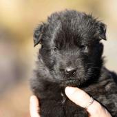 Femelle noire collier gris