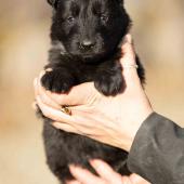 Femelle noire collier vert
