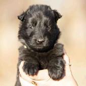 Femelle noire collier vert