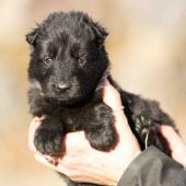Femelle noire collier vert