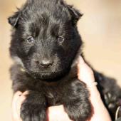 Femelle noire collier vert