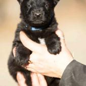 Femelle noire collier bleu