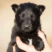 Femelle noire collier bleu