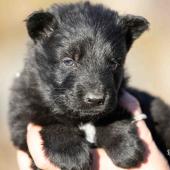 Femelle noire collier bleu