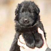 Femelle noire collier brun