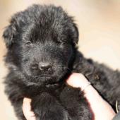 Femelle noire collier brun