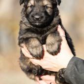 Femelle fauve charbonnée collier noir
