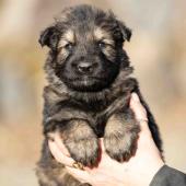 Femelle fauve charbonnée collier noir