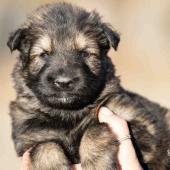 Femelle fauve charbonnée collier noir