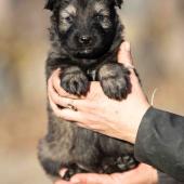 Femelle grise argentée charbonnée collier rouge