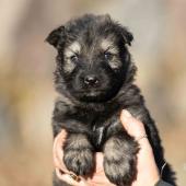 Femelle grise argentée charbonnée collier rouge