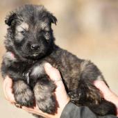 Femelle grise argentée charbonnée collier rouge