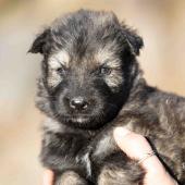 Femelle grise argentée charbonnée collier rouge