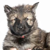 Mâle gris argenté charbonné collier rouge