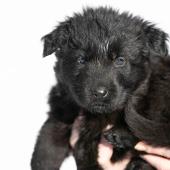 Femelle noire collier gris