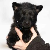 Femelle noire collier bleu