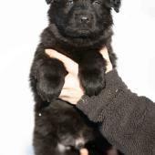 Mâle noir collier orange