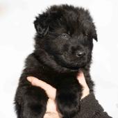 Mâle noir collier orange