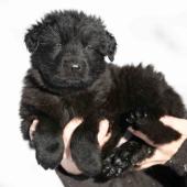 Mâle noir collier orange