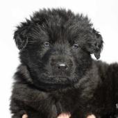 Mâle noir collier orange