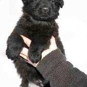 Mâle noir collier violet