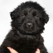 Mâle noir collier violet