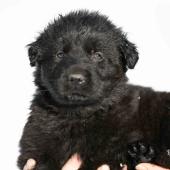 Mâle noir collier violet