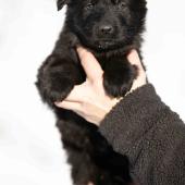 Mâle noir collier jaune