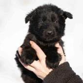 Mâle noir collier jaune