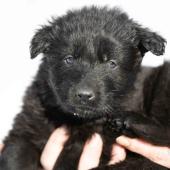 Mâle noir collier jaune