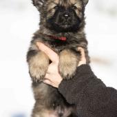 Mâle gris argenté charbonné collier rouge