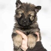 Mâle gris argenté charbonné collier rouge