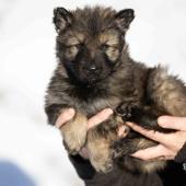 Mâle gris argenté charbonné collier rouge