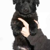 Femelle noire collier brun