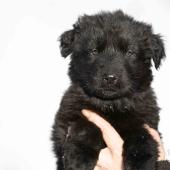 Femelle noire collier brun