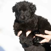 Femelle noire collier brun