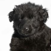 Femelle noire collier brun