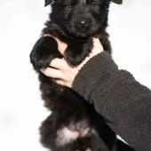 Femelle noire collier gris